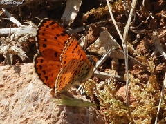 Melitaea cinxia