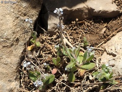 Myosotis refracta