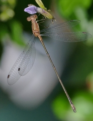 Lestes forficula