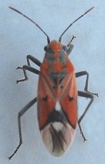 Haemobaphus concinnus
