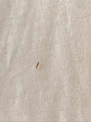 Hyaliodes