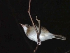 Alcippe brunneicauda