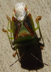 Elasmostethus interstinctus