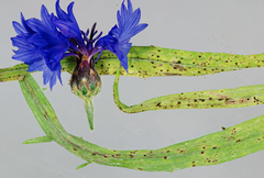 Puccinia cyani