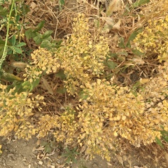 Lepidium chalepense