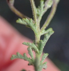 Jamesbrittenia tysonii