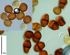 Puccinia cyani