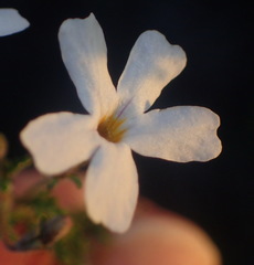 Jamesbrittenia tysonii