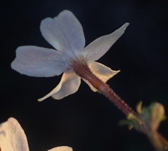 Jamesbrittenia tysonii