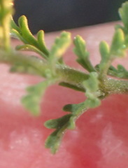 Jamesbrittenia tysonii