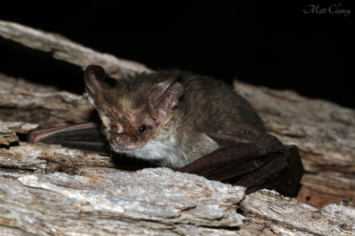 Lesser Long-eared Bat
