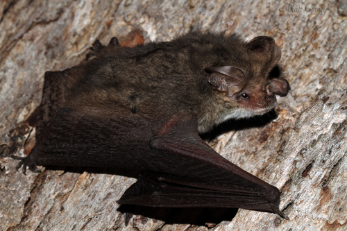 Lesser Long-eared Bat