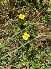 Potentilla erecta