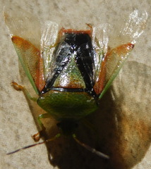 Elasmostethus interstinctus