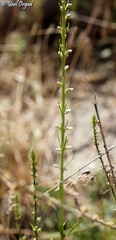 Anarrhinum forskaohlii