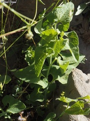 Aristolochia paecilantha
