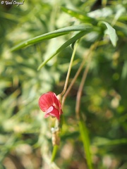Lathyrus nissolia