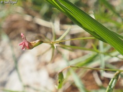 Lathyrus nissolia