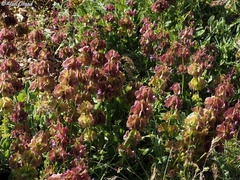 Salvia multicaulis