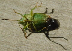 Elasmostethus interstinctus