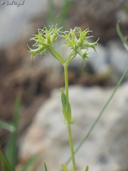 Valerianella dactylophylla