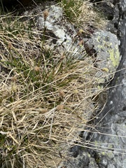 Carex sempervirens