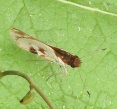 Vettius fantasos