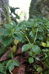 Peperomia pennellii