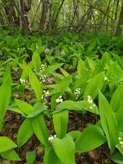 Convallaria majalis