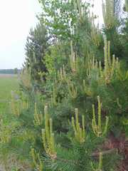 Pinus sylvestris