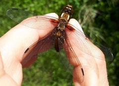 Libellula depressa