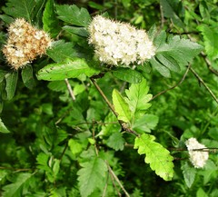 Hedlundia thuringiaca
