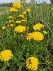 Taraxacum officinale