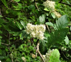 Hedlundia thuringiaca