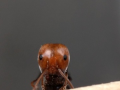 Iridomyrmex sanguineus