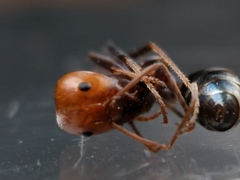 Iridomyrmex sanguineus