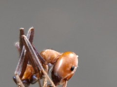 Iridomyrmex sanguineus