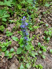 Ajuga reptans