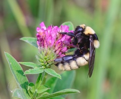 Bombus fragrans
