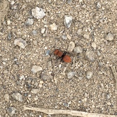 Pseudomethoca anthracina