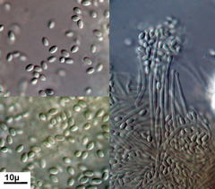 Stilbella fimetaria