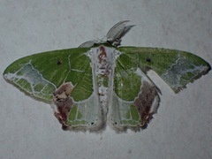 Protuliocnemis partita