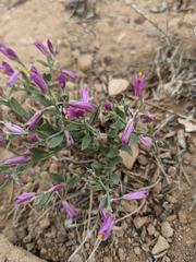 Rhinotropis subspinosa