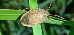 Caystrus obscurus