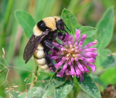 Bombus fragrans