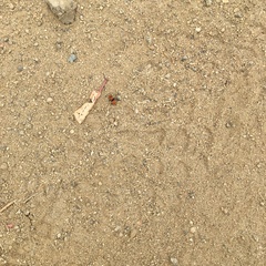 Pseudomethoca anthracina