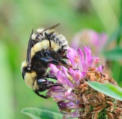 Bombus fragrans