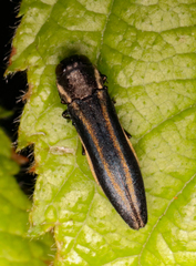 Agrilus bilineatus