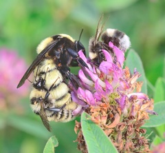 Bombus fragrans