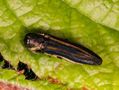 Agrilus bilineatus